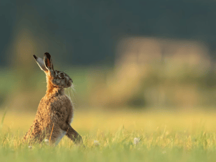 Strong hare coursing laws are welcome