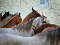 Pembrokeshire Council warns of equine flu as outbreaks rise
