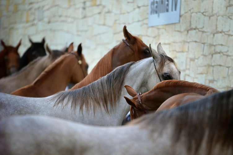 horses