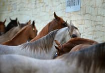 Pembrokeshire Council warns of equine flu as outbreaks rise