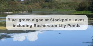 Blue-green algae warning issued at Stackpole Lake