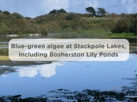Blue-green algae warning issued at Stackpole Lake
