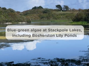 Blue-green algae warning issued at Stackpole Lake