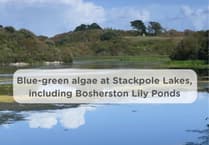 Caution: Blue-green algae at Stackpole Lake