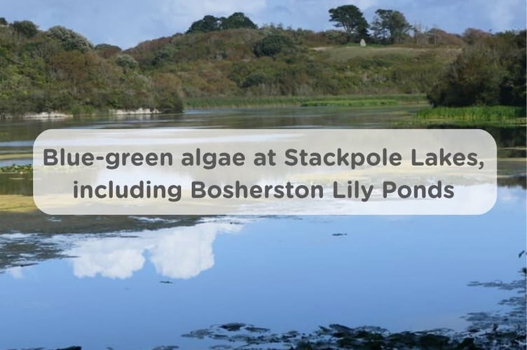 Warning signs have been put up at Stackpole Lake and Bosherston Lily Pond after Natural Resources Wales identified blue-green algae at the Pembrokeshire spot, which can be very harmful to animals.