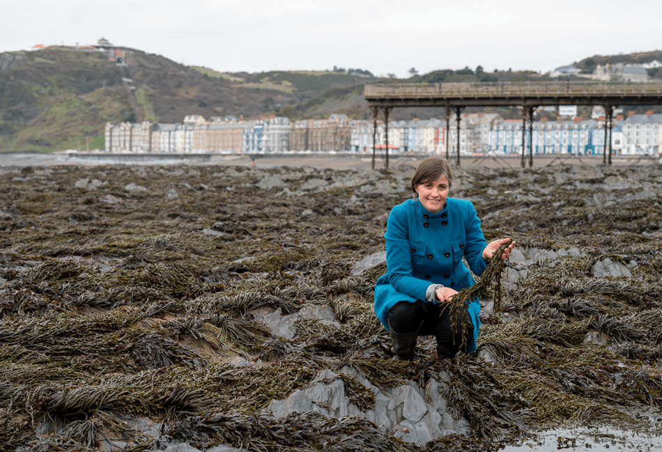 Wales scientists create seaweed plastic