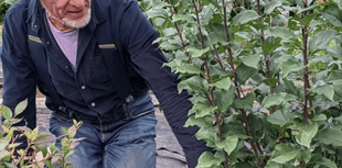 West Wales turns to local fruit trees