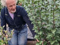 West Wales turns to local fruit trees