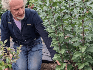 West Wales turns to local fruit trees