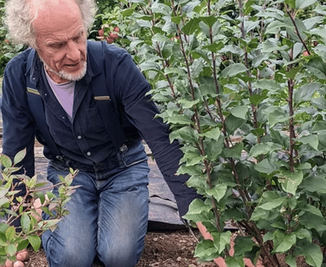 West Wales turns to local fruit trees
