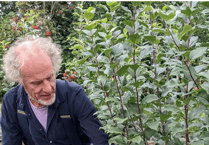 West Wales communities turn to local fruit trees for resilient food future