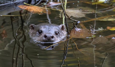 New wildlife group to make a splash at Stackpole Community Open Day