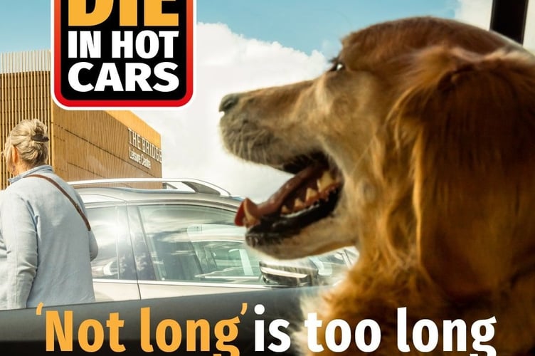 dogs die in hot cars