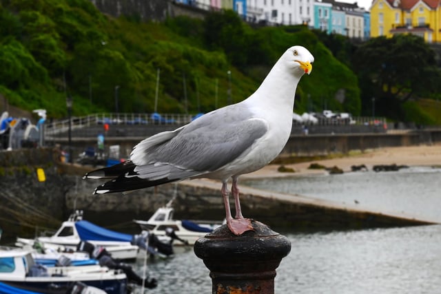 Public urged to avoid unnecessary gull rescues