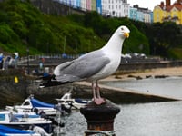 Public urged to avoid unnecessary gull rescues
