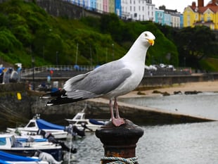 Public urged to avoid unnecessary gull rescues
