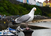 Public urged to avoid unnecessary gull rescues amid rising admissions