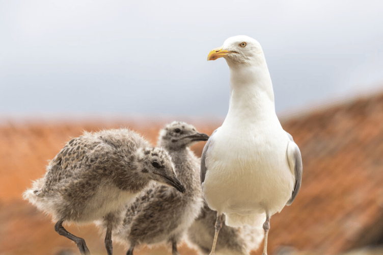Public urged to think twice before intervening with young gulls
