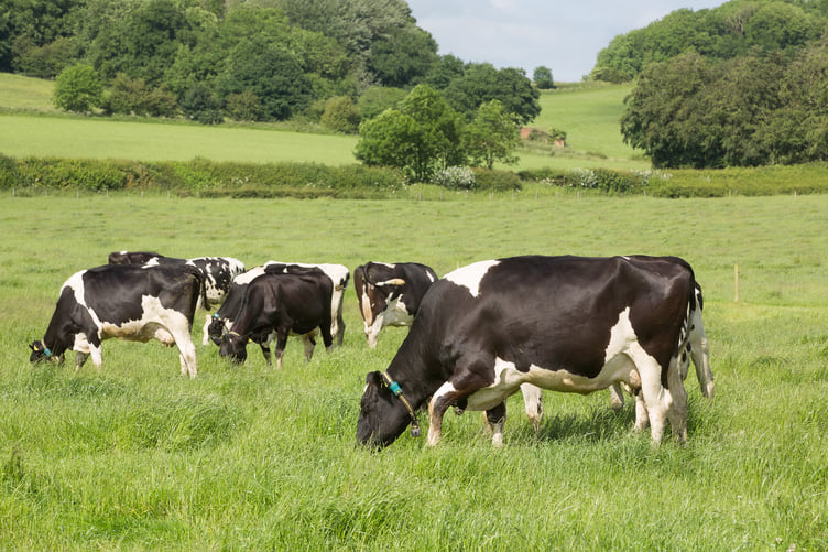 Dairy cows out at grass
Picture Tim Scrivener 07850 303986
â¦.covering agriculture in the UKâ¦.