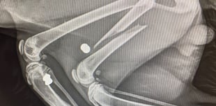 Milford Haven cat killing sparks appeal