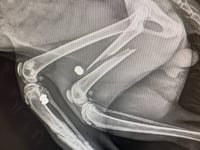 Milford Haven cat killing sparks appeal