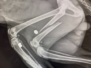 Milford Haven cat killing sparks appeal