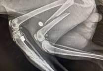 Milford Haven cat killing sparks community outrage and RSPCA appeal