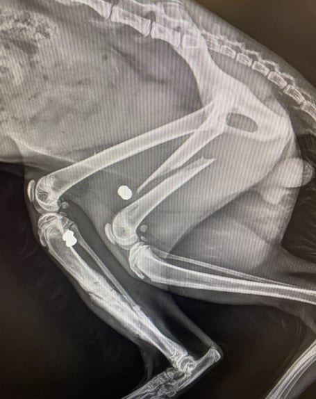 RSPCA issue appeal after cat is shot for a second time in Milford Haven