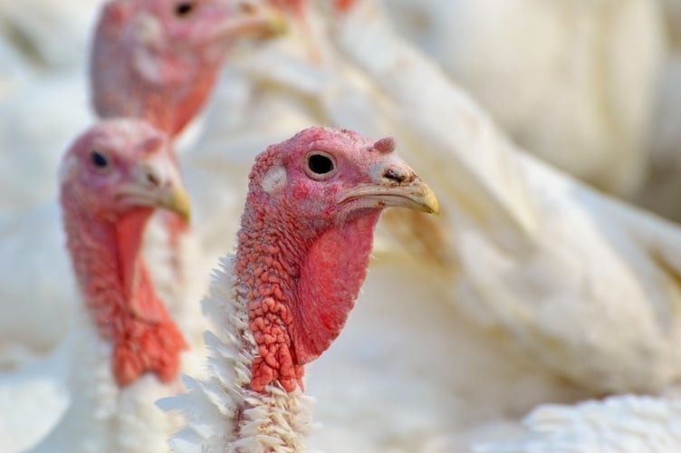 turkeys