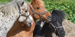 Welsh pony stud moves to Pembrokeshire