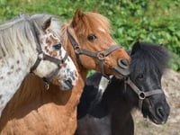 Welsh pony stud moves to Pembrokeshire
