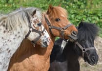 World's longest-running Welsh pony stud approved for relocation to Pembrokeshire