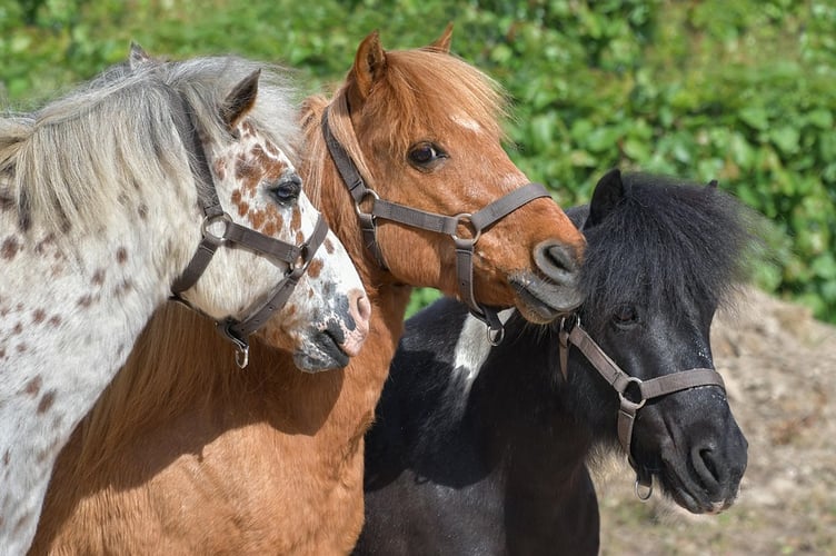 pony