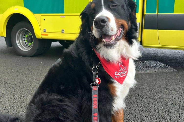 Cariad Pet Therapy