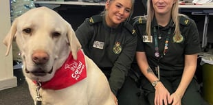 Meet the Crisis Response Dogs from Pembrokeshire