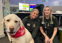 Meet the Crisis Response Dogs from Pembrokeshire