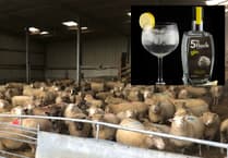 Pembrokeshire distillery proposal for sheep milk gin rejected by council