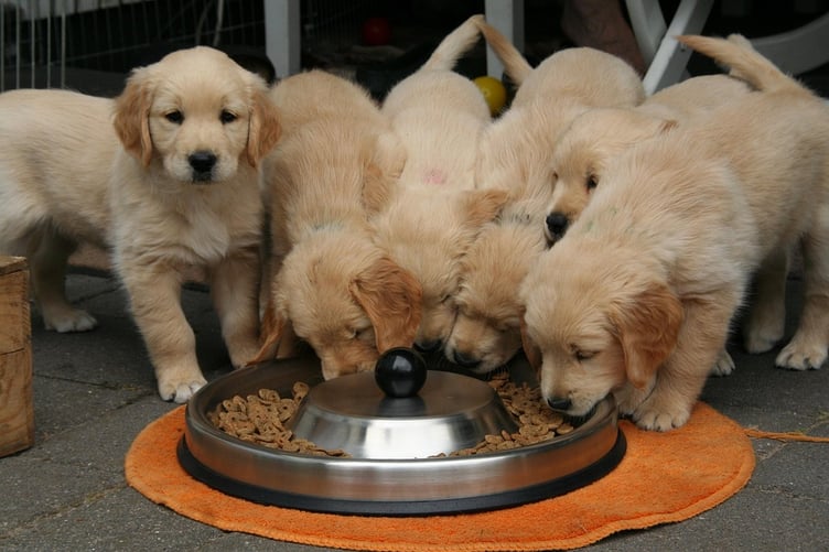 Puppy breeding investigations by local authorities in Wales rose by 46% between 2024 and 2025