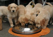 Dog breeding in Wales: Investigations soar, prosecutions drop