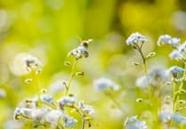 Carmarthenshire Council's annual grass verge cutting programme gets underway