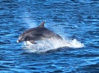 Dolphins delight Waverley paddle steamer passengers in Pembrokeshire!