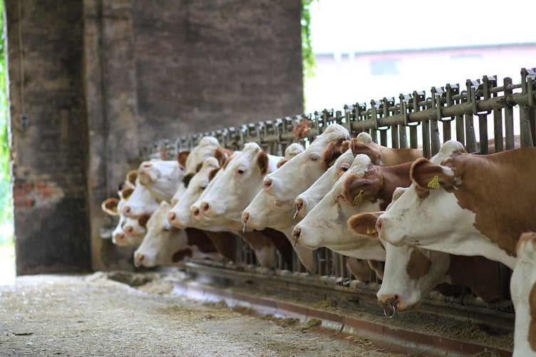 cows