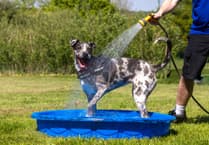 RSPCA calls for 'dog lockdown' in Wales heatwave