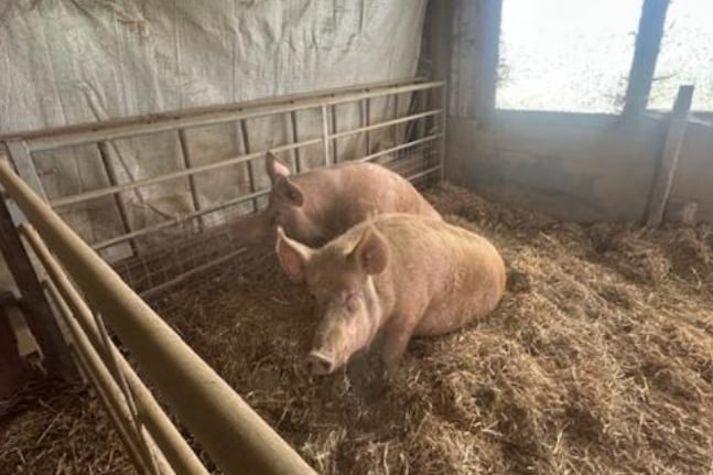A call to keep welfare facilities and associated works at Fairybank Fields Farm, Bethesda in order to care for rare breed Tamworth pigs has been allowed. Picture: Hayston Developments & Planning Ltd application to Pembrokeshire County Council.