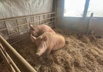 Pembrokeshire farm gets approval to keep facilities for rare pigs