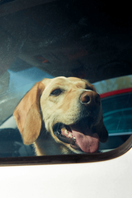 dog in hot car
