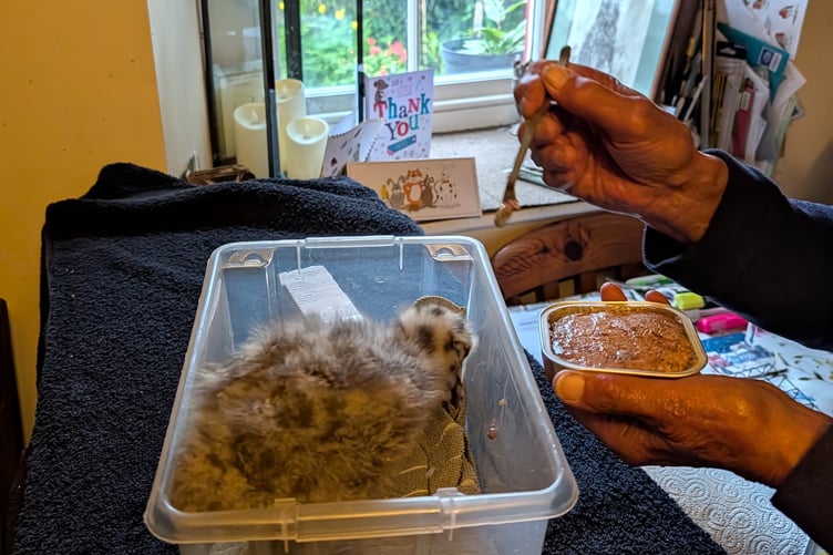 The rescued chick was immediately taken to The Tinker’s Hill Bird Sanctuary
