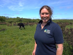 How Welsh cow-sharing scheme is tackling wildfires