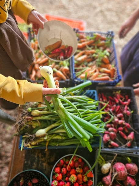 Cilrath Acre Harvest