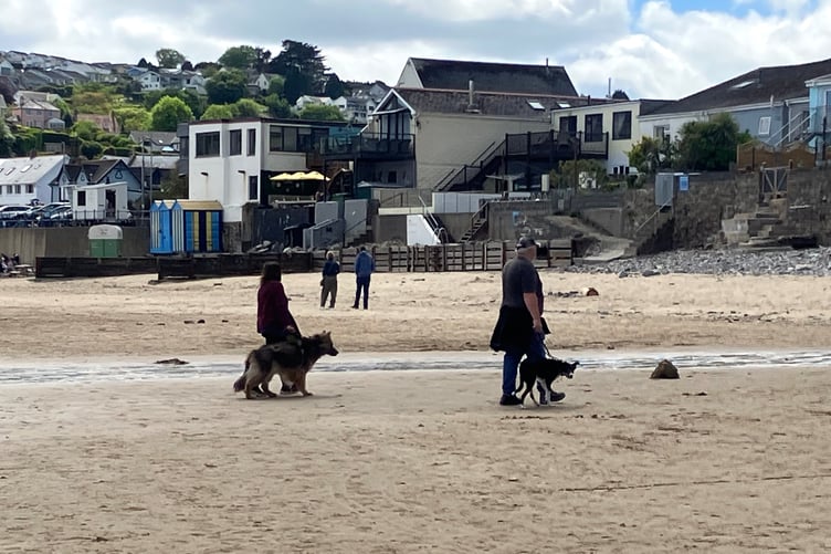 dogs saundersfoot beach